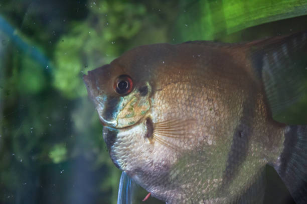 istock Shiny golden Gurama fish in aquarium 901781200
