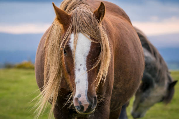 istock Wild horses in Wales, UK 901781240
