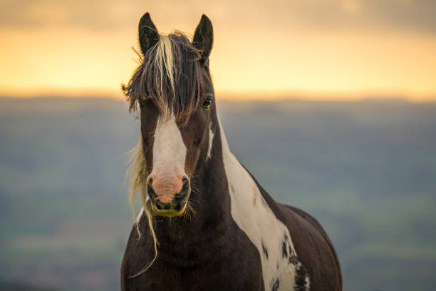 istock A wild horse in Wales, UK 901781256