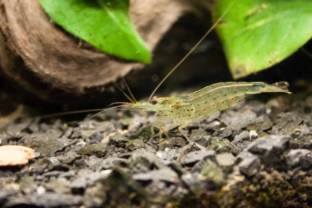 istock Beautiful royal white shrimp in aquarium 901781324