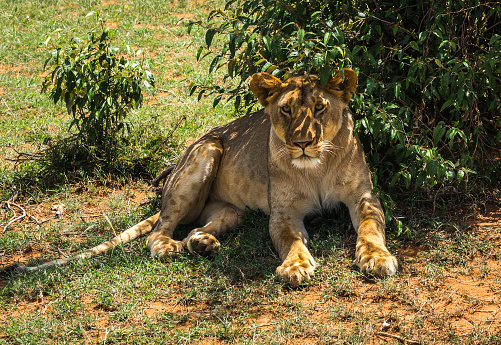 Image of big male lion  in Masai Mara nature reserve in Kenya