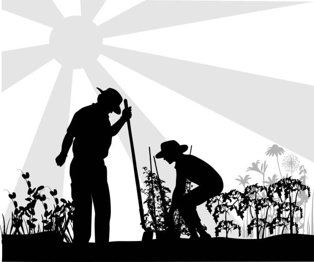 Gardening With Grandpa Couple in silhouettes working in their garden gardening silhouettes stock illustrations