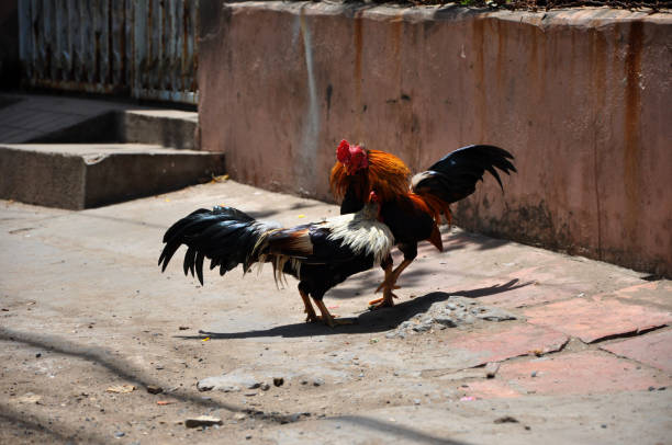 Lựa Chọn Giống Gà Lai Đá Phù Hợp