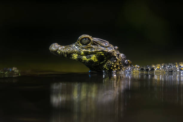 гном кайман младенца кювье сидит на бревне - pond life стоковые фото и изображения