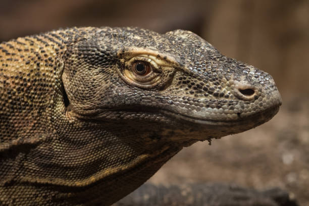 istock Portrait of a Komodo Dragon 901785388