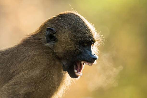 Babboon screaming in cold weather