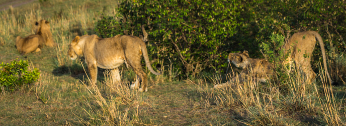 Image of lioness hunter in  Masai Mara nature reserve in Kenya
