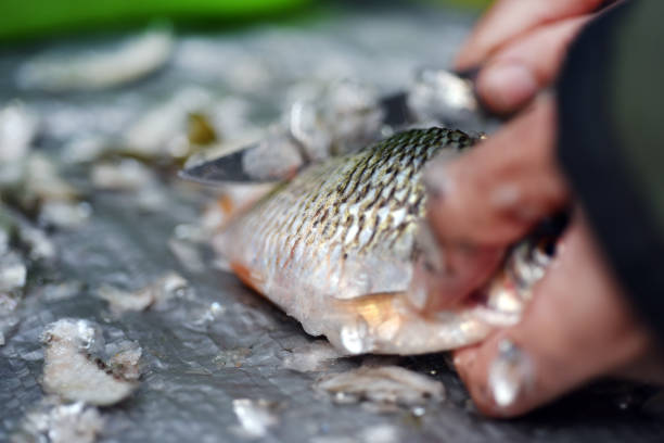 istock Firsherman clean freshly caught fish, cleaning scales 901788444