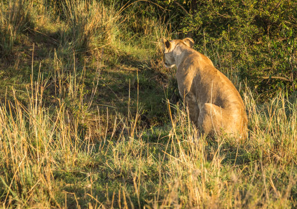 Full length view of apex predator in Serengeti National Park during dry season, Tanzania, East Africa.