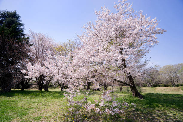 istock Spring Pink Cherry Blossoms with Blue Sky Background 901789002