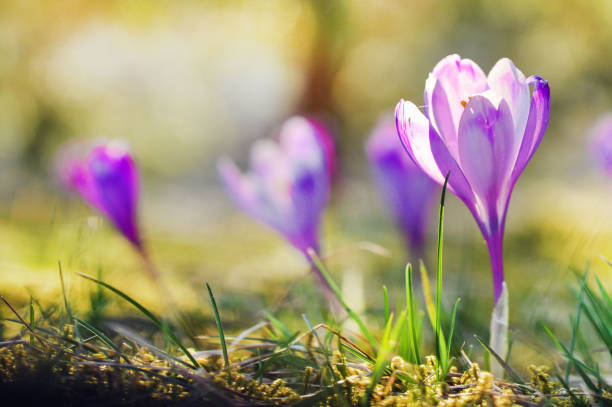 istock Delicate purple crocus flowers blooming 901789506