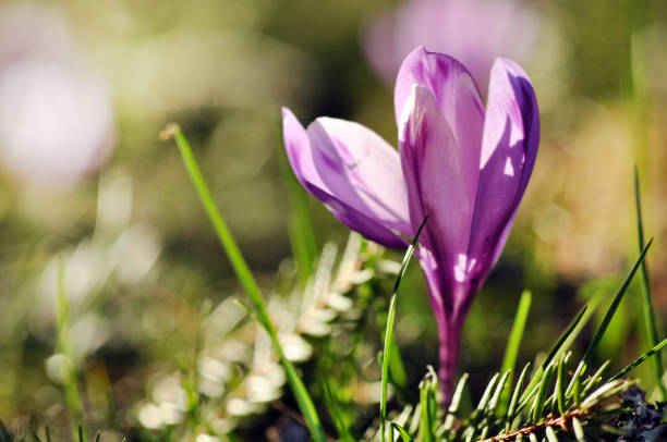 istock Delicate purple crocus flowers blooming 901789534