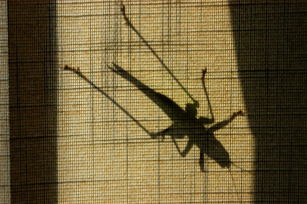 Shadow of a terrifying giant insect on window fabric blinds