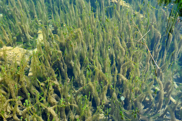istock Green freshwater underwater vegetation 901789676