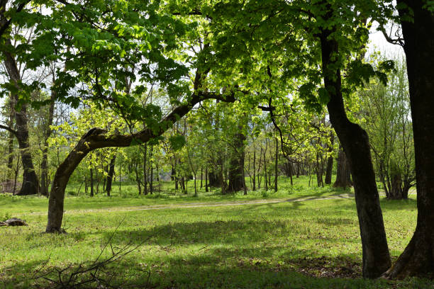 istock Green vibrant park 901789694
