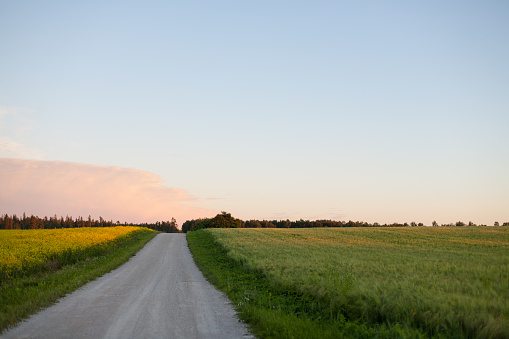 Countryside gravel road heading over a hill between crop fields at sunset