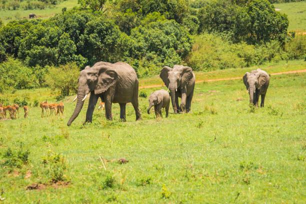 istock African elephants in Masai Mara in Kenya 901792822