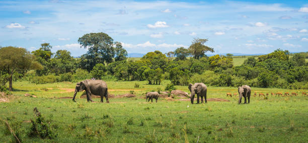 istock African elephants in Masai Mara in Kenya 901793186