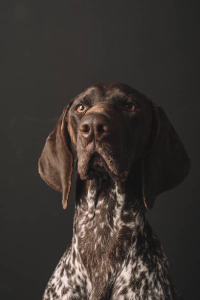 istock Dog portrait. Studio shot of cute German Pointer dog. 901795768