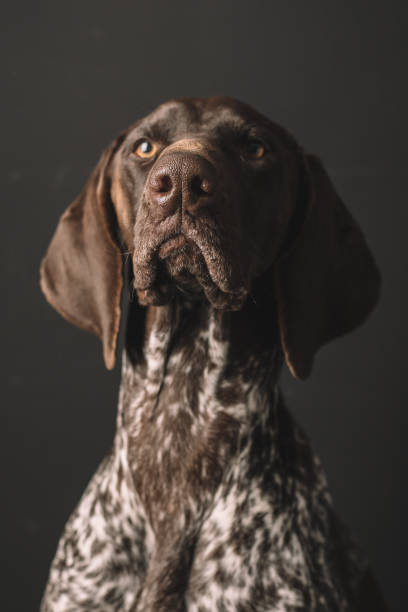 istock Dog portrait. Studio shot of cute German Pointer dog. 901795802