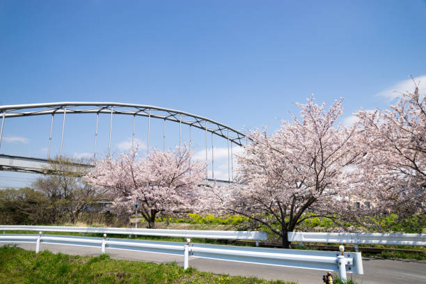 istock Spring Pink Cherry Blossoms with Blue Sky Background 901795918