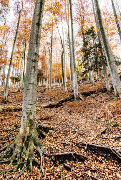 istock Autumn colorful forest with tall trees, yellow filter 901796052