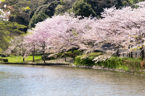 istock Spring Pink Cherry Blossoms with Blue Sky Background 901796088