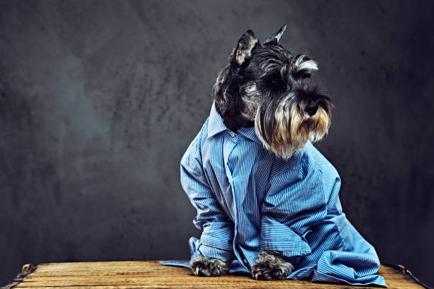 istock A dogs dressed in a blue shirt and sunglasses. 901796424