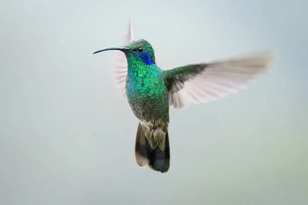 Violetear hummingbird hovering in the air during rain. In the cloud forest of Dota, Costa Rica