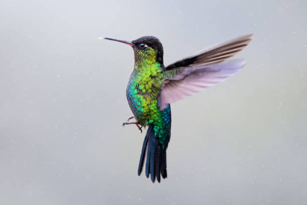 istock Fiery-throated hummingbird in the rain 901796528