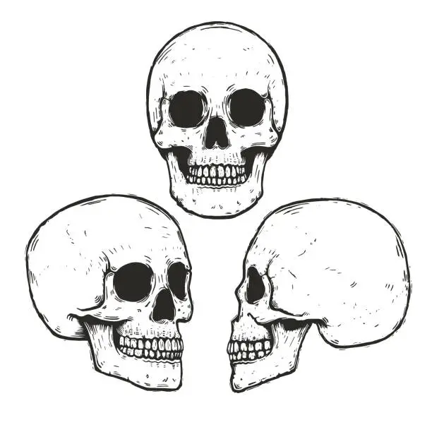 Vector illustration of Vector set Of hand drawn monochrome human skulls