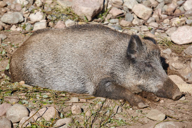 istock Female wild boar sleeping on the ground. Animal background 901796802