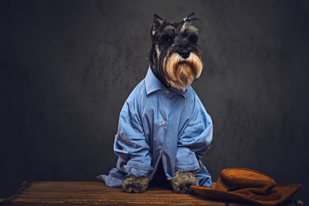 istock A dogs dressed in a blue shirt and sunglasses. 901800808