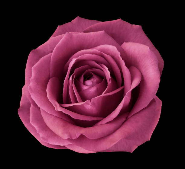 istock Pink rose on the black  isolated background with clipping path.  no shadows. Closeup. Nature. 901801314