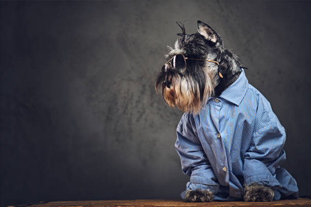 istock A dogs dressed in a blue shirt and sunglasses. 901801364