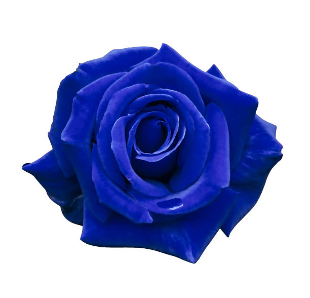 istock Velvet blue rose on a white isolated background with clipping path.  no shadows. Closeup. For design, texture, borders, frame, background.  Nature. 901801548