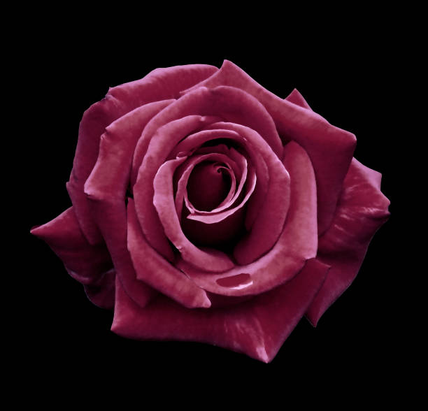 istock Pink  rose on the black isolated background with clipping path.  no shadows. Closeup. For design, texture, borders, frame, background.  Nature. 901801772