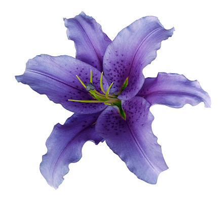 Violet lily  flower  on a white isolated background with clipping path  no shadows.  For design, texture, borders, frame, background. Closeup.  Nature.
