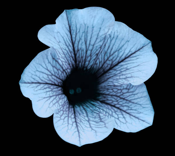 istock Light blue  flower Petunia on the black isolated background with clipping path  no shadows. Closeup. For design, texture, borders, frame, background.  Nature. 