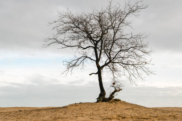 kahler baum gegen eine graue wolkenhimmel - bare tree dry tree branch stock-fotos und bilder