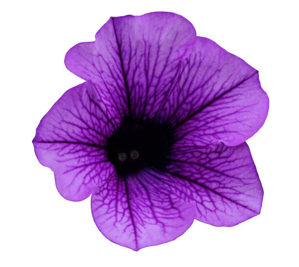 istock Violet flower Petunia on a white isolated background with clipping path  no shadows. Closeup. For design, texture, borders, frame, background.  Nature. 