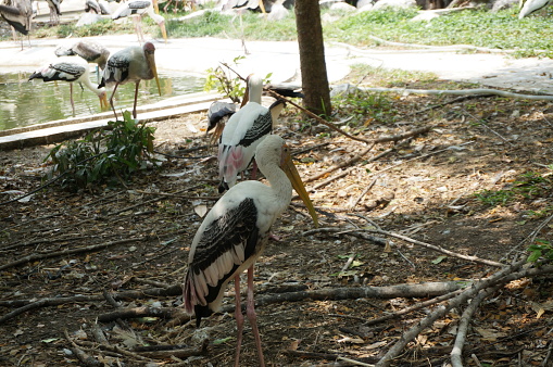 A photo of Milky Stork (Mycteria cinerea) birds: white plumaged stork species found in coastal mangroves of Southeast  Asia