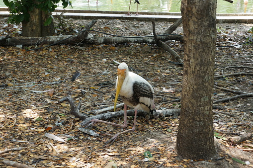 A photo of Milky Stork (Mycteria cinerea) birds: white plumaged stork species found in coastal mangroves of Southeast  Asia