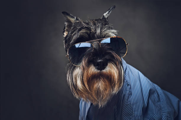 istock A dogs dressed in a blue shirt and sunglasses. 901805322