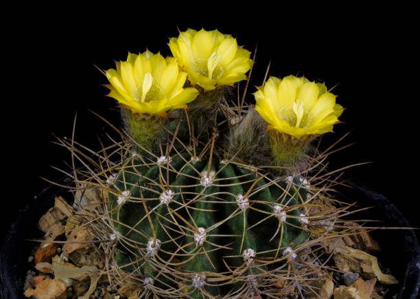 istock Cactus soehrensia formosa blomming 901806150
