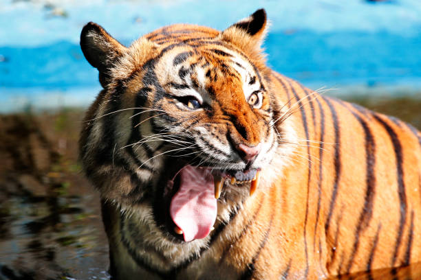 istock Front views of Tiger opens the mouth 901806286