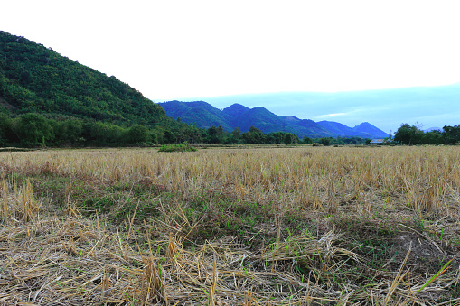 Straw rice field