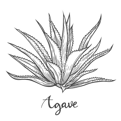 Hand drawn Cactus blue agave. plant illustration on white background. Ingredient for traditional medicine, treatment, body care, cooking or gardening. Succulent. Engraving style.