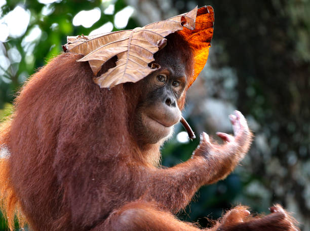 istock Orang Hutan sitting on the metal bench 901806932