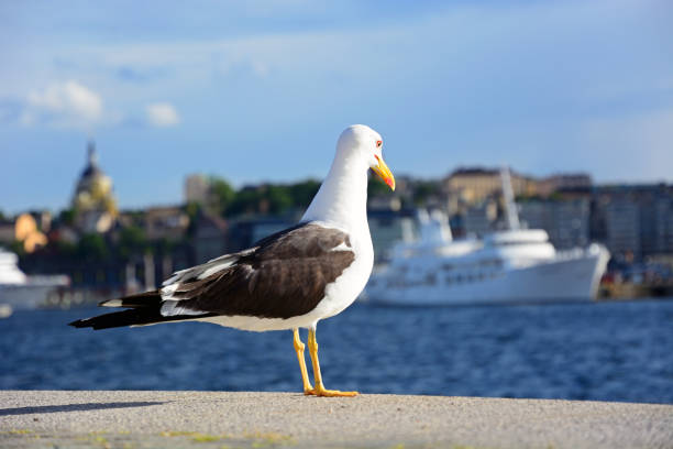 istock Seagull in Stockholm 901806934